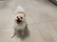 Ücretsiz oyuncu sevgi dolu pomeranian sadece Ankara içine