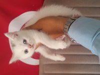 British shorthair yavruları beyaz