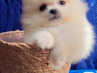 Safkan pomeranian boo yavruları