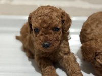 TOY POODLE BEBEKLER