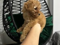 Safkan toy poodle yavru