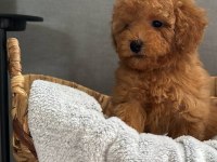 Toy poodle full aşılı