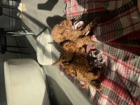 TEACUP POODLE ANNESİYLE ŞUANDA