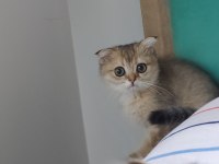 Safkan sağlıklı uysal bebek kediler