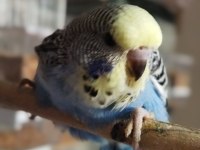 30 Günlük Ele Kola Alıştırmalık Jumbo Muhabbet Kuşu Bebekler