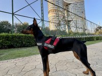 7.5 aylık doberman kızımız