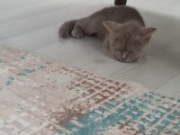 3 aylık british shorthair