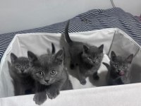 Safkan Russian Blue yavrular rezerveye açık