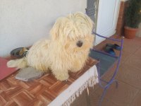 Maltese terrier 10 aylık erkek safkan