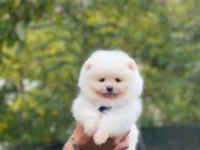 POMERANİAN BOO YAVRULAR