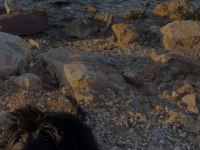 Maltipoo yavru 5 aylık