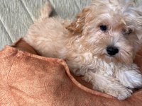 ORJİNAL MALTİPOO YAVRULAR