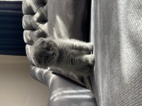 2 aylık yavru scottish fold sahiplendirme