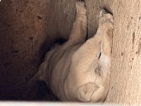 Çok acil son bir adet dişi french bulldog kalmıştır