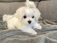 MİNİ BOY EĞİTİMLİ MALTESE