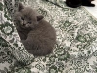 Yeni yavru british shorthair