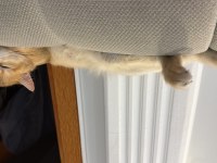 Golden Sarı Yeşil Gözlü British Shorthair