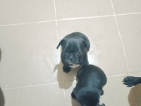 Erkek french bulldog bebeklerimiz yeni sahiplerini bekliyor