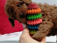 Teddy face toy poodle