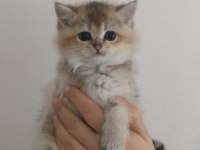 British shorthair golden ny 11 dişi erkek