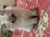 British longhair mavi gözlü dişi yavru