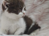 British shorthair chocolatte bicolor dişi