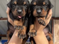 Doberman yavrularımız 