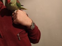 Acil satılık alexander papağanı
