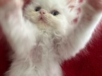 İRAN KEDİSİ BEBİŞ