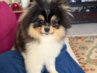 Süslü 6 Aylık Eğitimli Pomeranian
