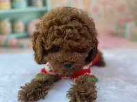 PREMİUM TOY POODLE YAVRULARI