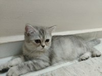 ACİL YUVA ARIYORUZ KEDİLERİMİZE