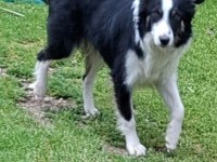 Papi dost köpekler