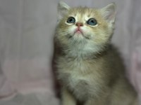 British Golden Bebekler