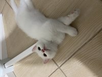 British shorthair 1.5 aylık yavru kedimiz