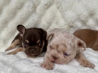 French Bulldog Yavrularım
