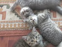 British shorthair yavrularımıza yuva arıyoruz