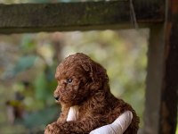 Red Brown Toy Poodle