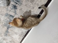 Tamamen sağlıklı 2 güzel scottish fold