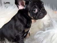 Dişi french bulldog bebekler yeni ailesini arıyor