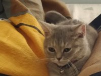 3.5 aylık British Shorthair
