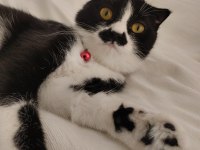 Scottish fold kedisi