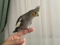 2 Aylık Ele Gelen Sultan Papağanı