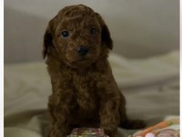 Dişi ve erkek teacup poodle