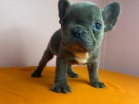 Orjinal French Bulldog Blue Köpeğimiz