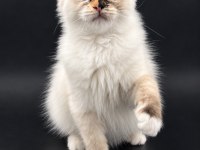 Ragdoll bebekleri