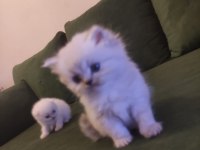 1.5 aylık 4 yavru scottish fold