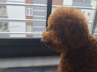 5 Aylik erkek toy poodle