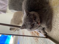 Yavrucuklarım 10 aylık kardeş scottish fold
