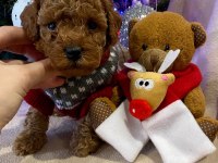 Toy Poodle Irk Garantili Yavrular